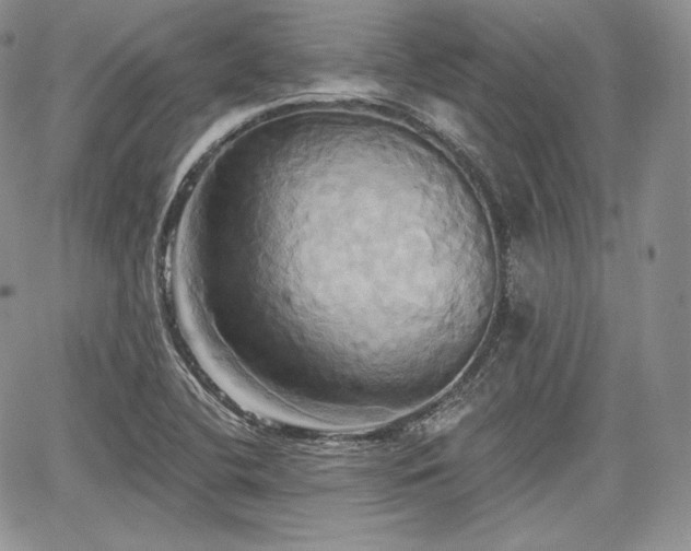 X0000068321412200604241327