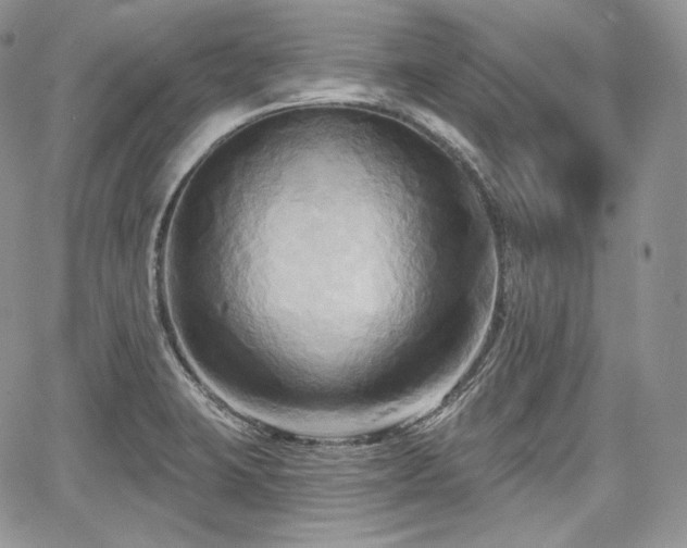 X0000068321423200604241327