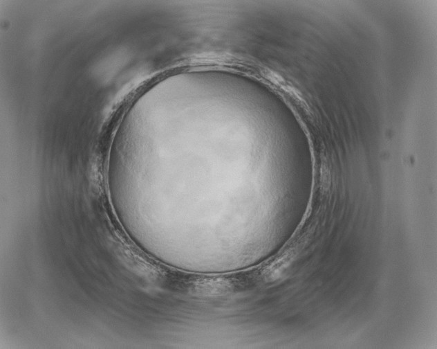X0000068321454200604241326