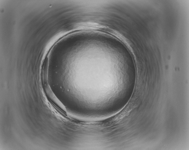 X0000068321488200604241325