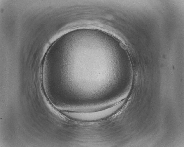 X0000068321526200604241325