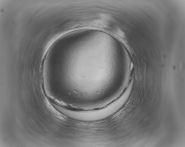 X0000068321532200604241325