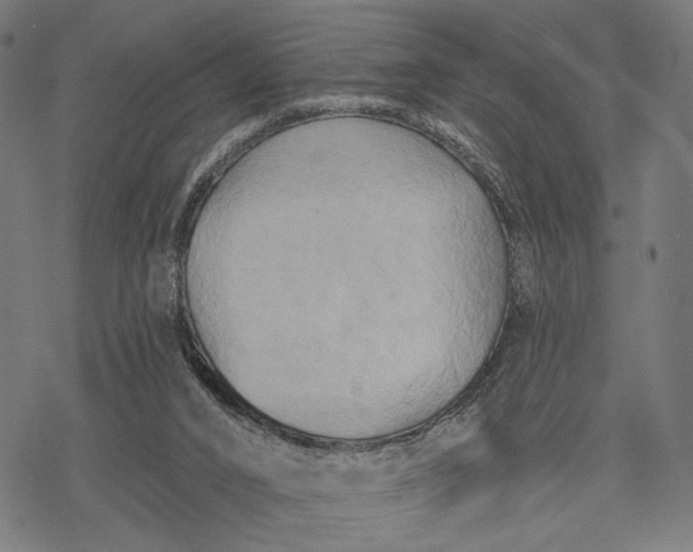 X0000068320016200605051608