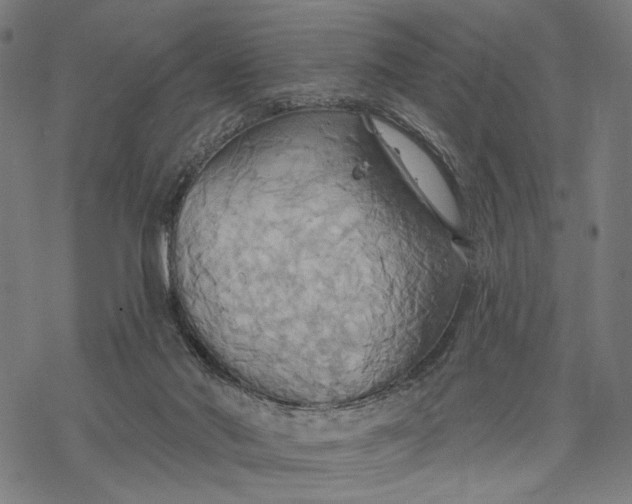X0000068320022200605051608