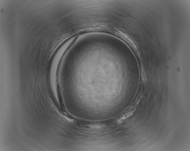X0000068320105200605051606