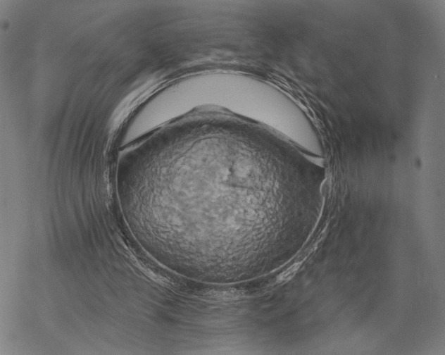 X0000068320245200605051603