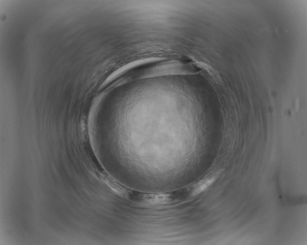 X0000068320288200605051604