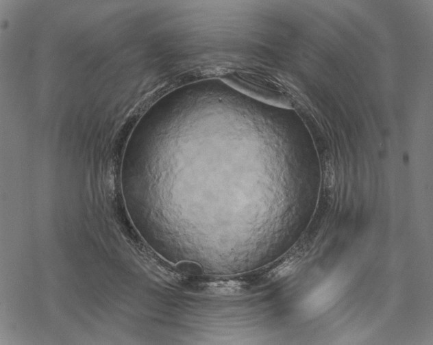 X0000068320363200605051602