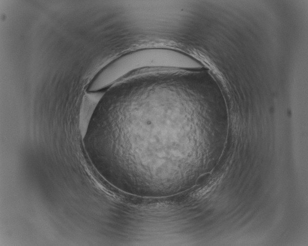 X0000068320433200605051600