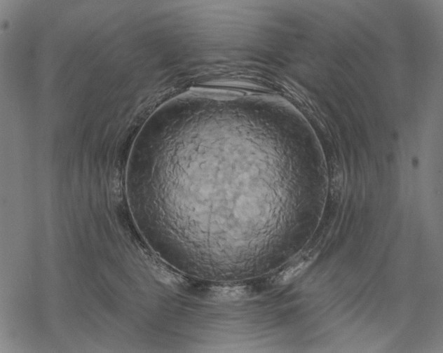 X0000068320469200605051601