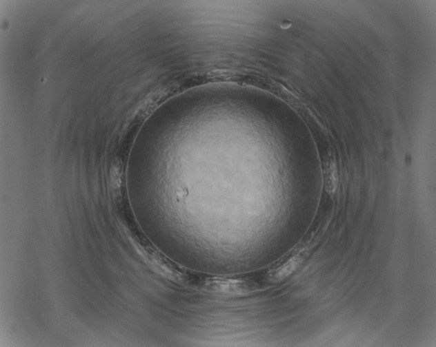 X0000068320472200605051601