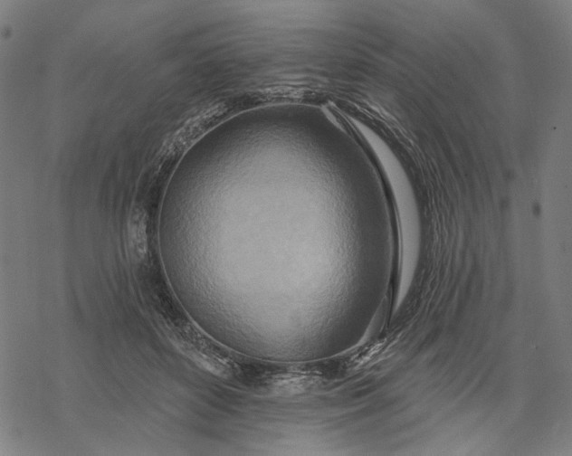 X0000068320504200605051600