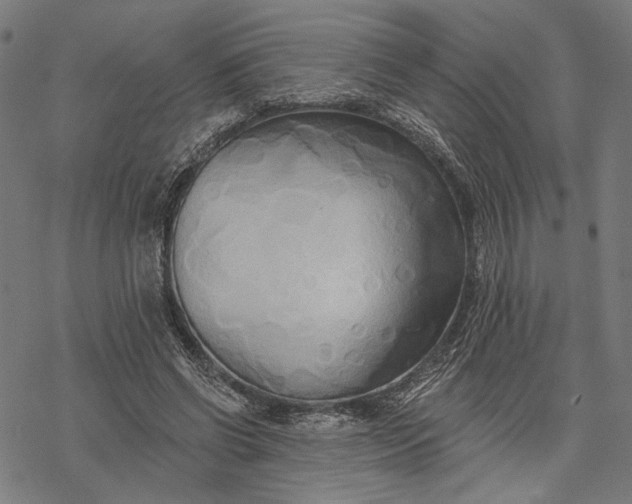 X0000068320542200605051559