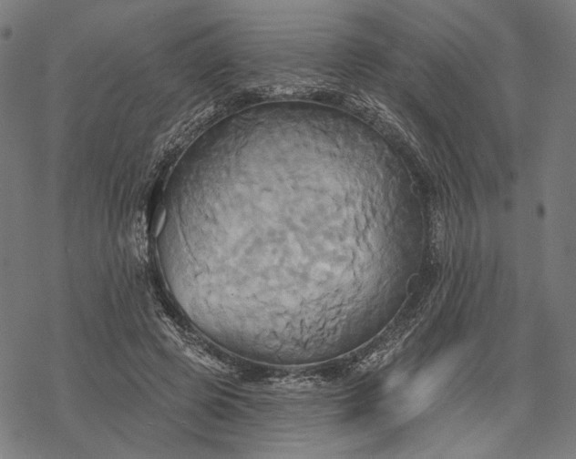 X0000068320545200605051559