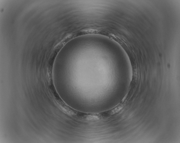 X0000068320572200605051559