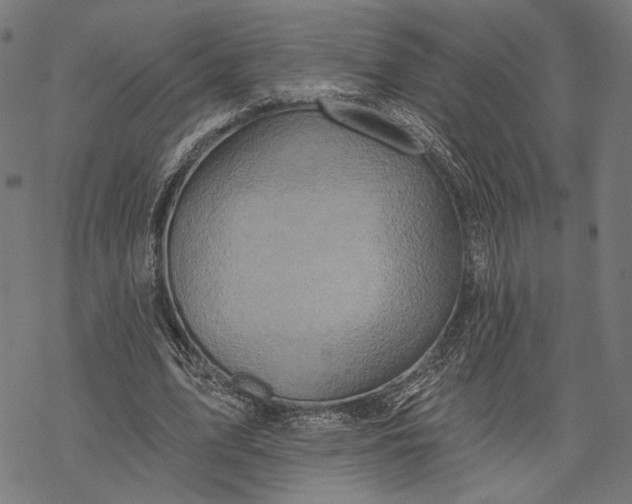 X0000068320583200605051558