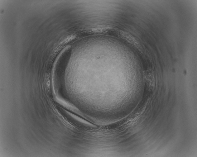 X0000068320593200605051558