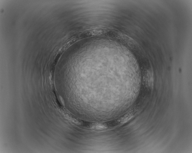 X0000068320610200605051558