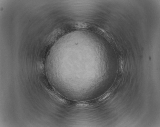 X0000068320614200605051558