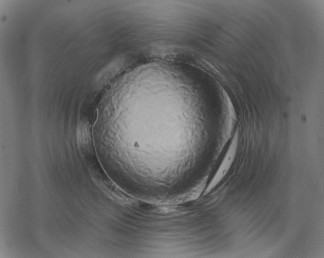 X0000068320623200605051558