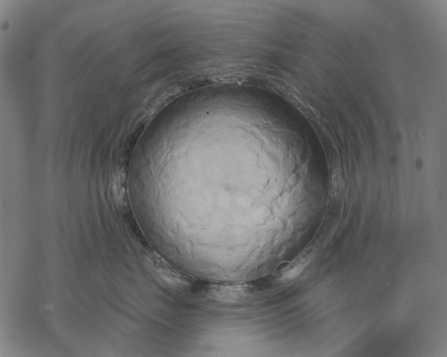 X0000068320671200605051558