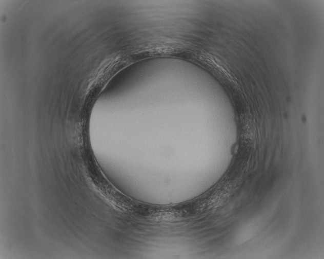 X0000068320738200605051556