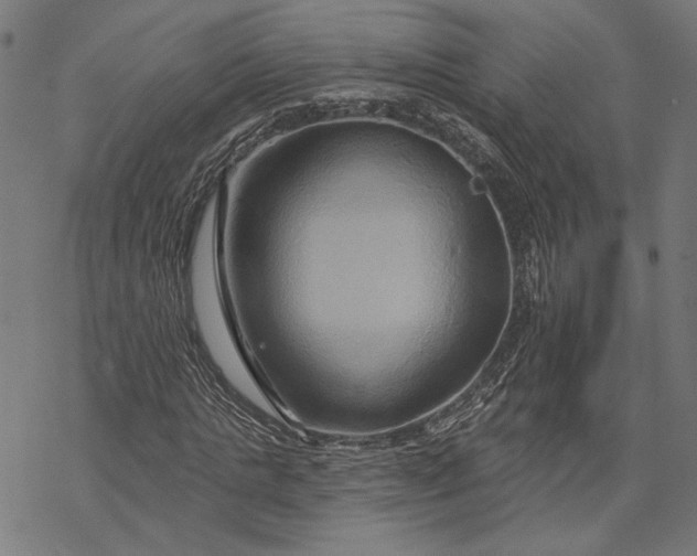 X0000068320821200605051554