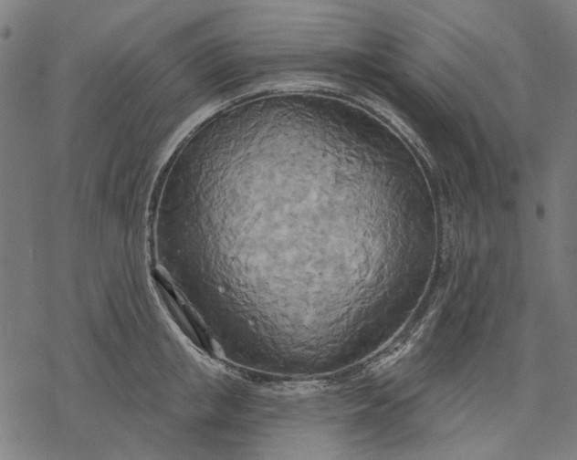 X0000068320853200605051554
