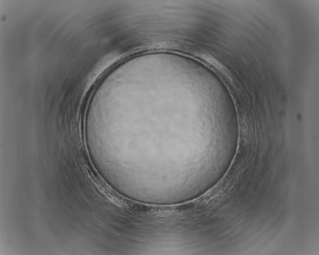 X0000068320886200605051553