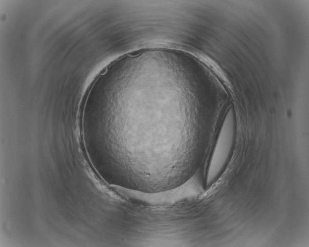 X0000068320904200605051553