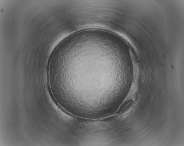 X0000068320999200605051552