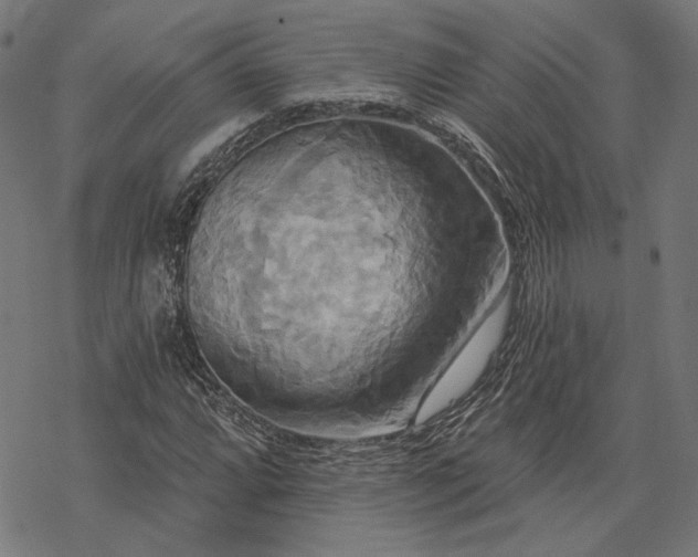 X0000068321064200605051550