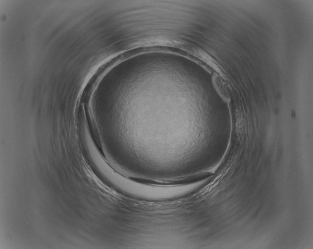 X0000068321116200605051549