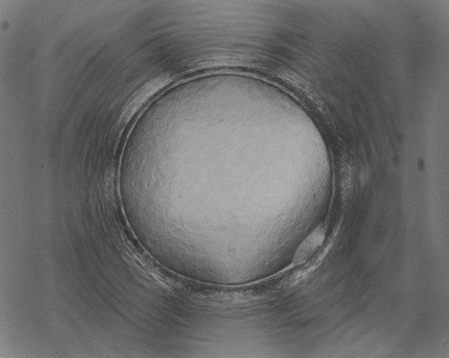 X0000068321121200605051549