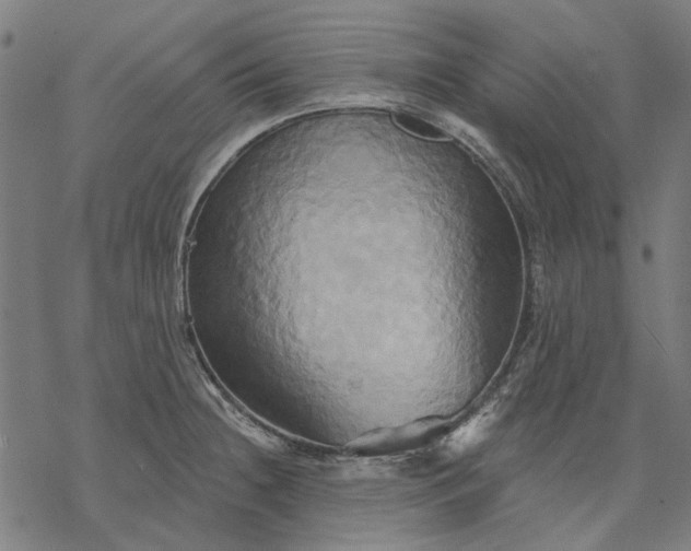 X0000068321236200605051548