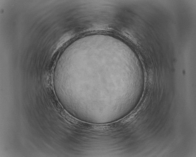X0000068321258200605051547
