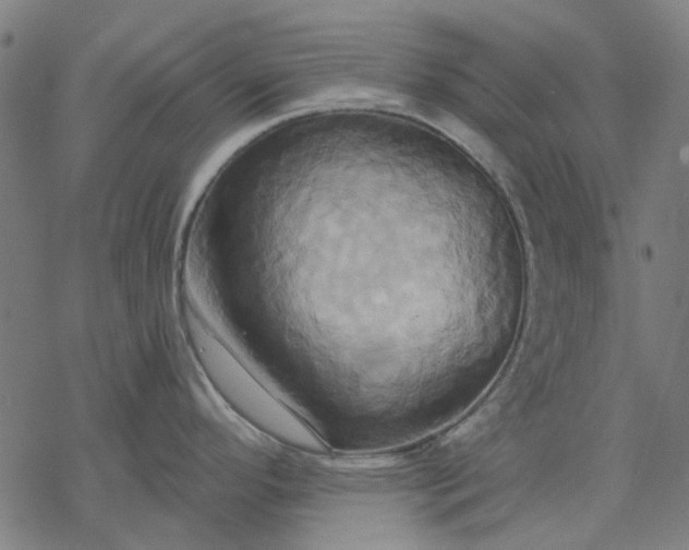 X0000068321296200605051547