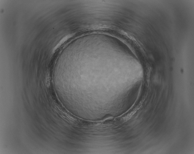 X0000068321306200605051546