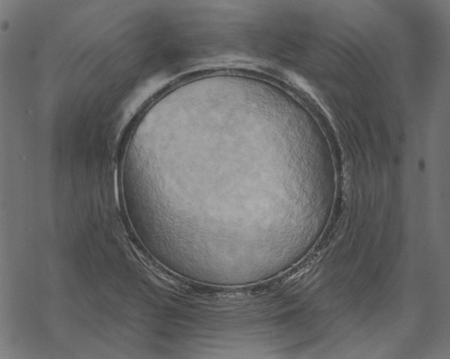 X0000068321320200605051546