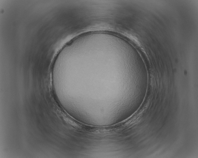 X0000068321366200605051545
