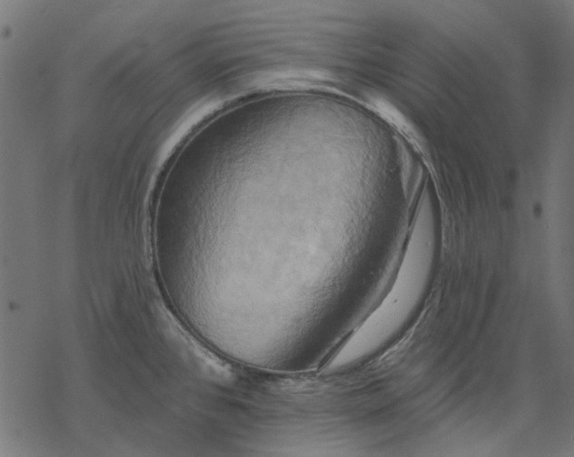 X0000068321384200605051545