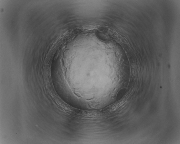 X0000068321393200605051544