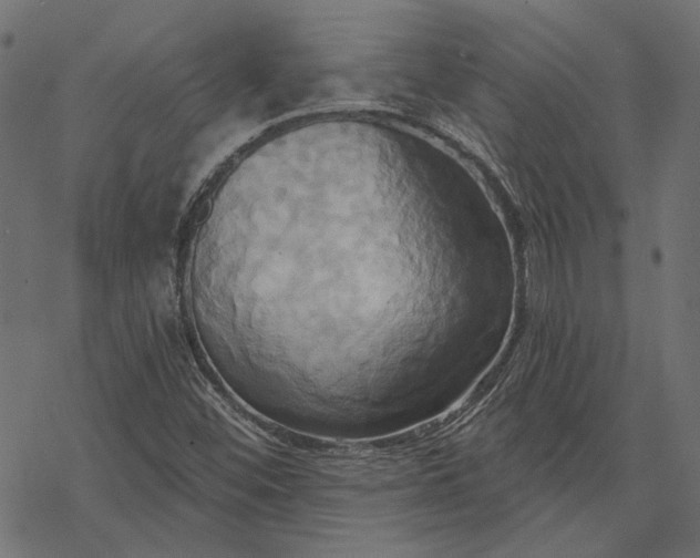 X0000068321452200605051544