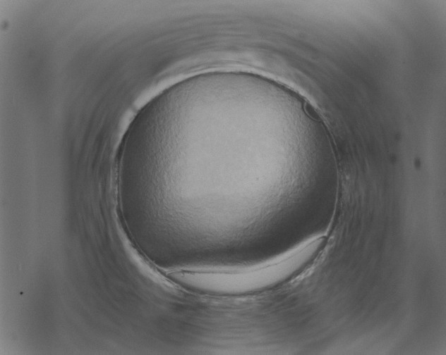 X0000068321526200605051543