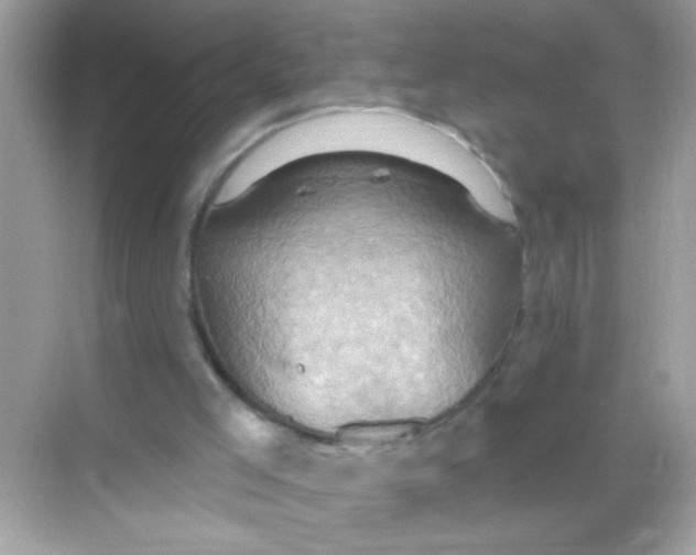 X0000068320005200605122108