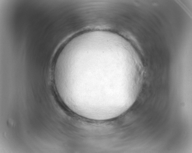 X0000068320012200605122108