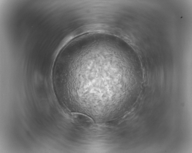 X0000068320099200605122107
