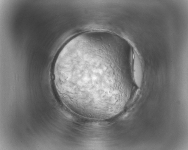 X0000068320103200605122107