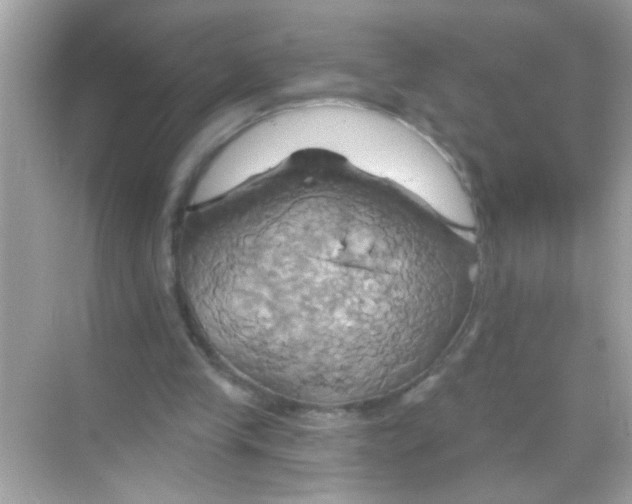 X0000068320245200605122104