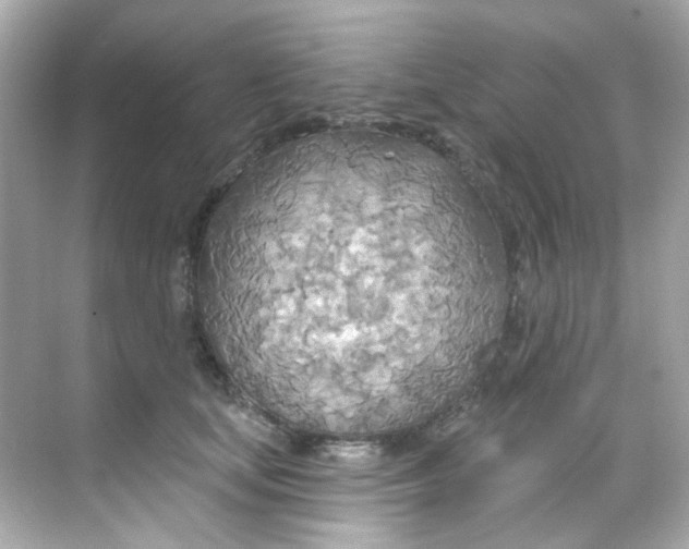 X0000068320659200605122058